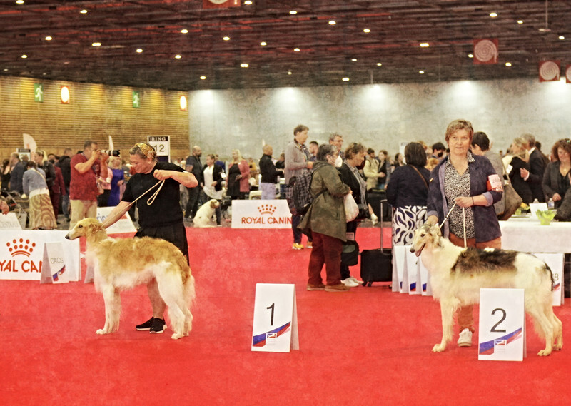 females Intermediate class - European Dog Show 2022 Paris / FRIDAY