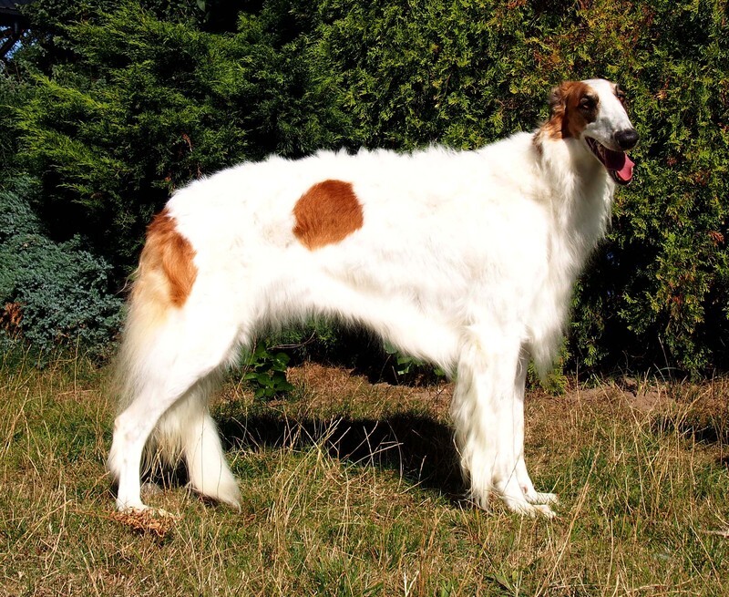 CH COSMIC GIRL IMPULS I SPLENDOR - Tzamilja's daughter Djewotschka and her line