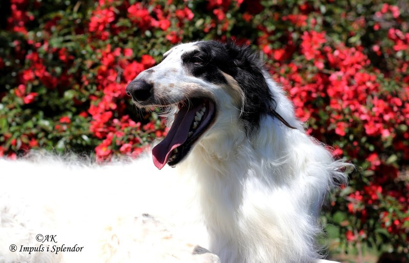 PL CH, PL JCH Elusive Earl Impuls i Splendor 3 - Tzamilja's daughter Djewotschka and her line
