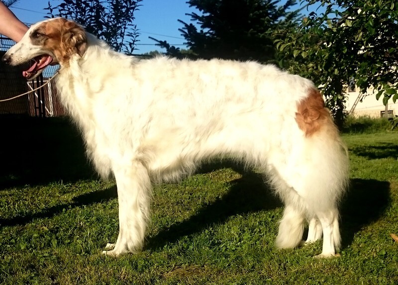 CH COSMIC GIRL IMPULS I SPLENDOR - Tzamilja's daughter Djewotschka and her line