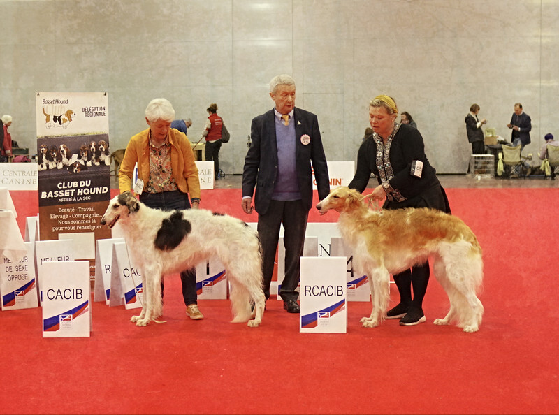 females CACIB, RCACIB - European Dog Show 2022 Paris / SATURDAY