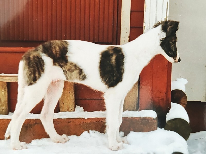 Tzamilja's son Dundee von Prisca - Tzamilja and her line