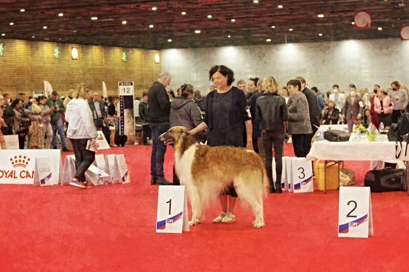 males Champion class - European Dog Show 2022 Paris / FRIDAY