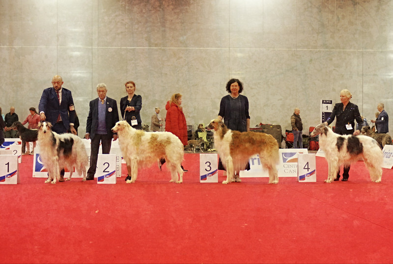 males Champion class 2 - European Dog Show 2022 Paris / SATURDAY