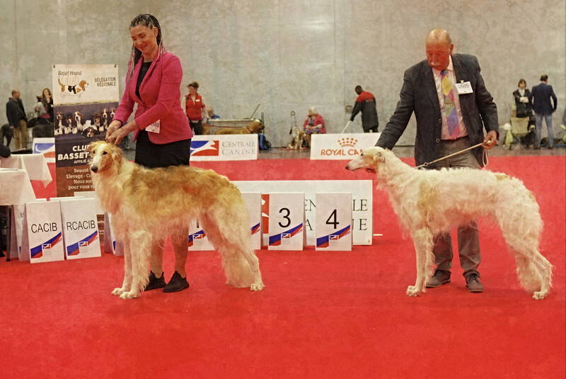 Best Junior - European Dog Show 2022 Paris / SATURDAY