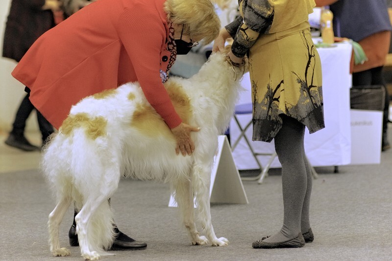 females, Simple Obsession Ursa Major Golden-West 1 - Helsinki Winner 2021