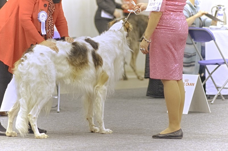 males, Philadelphian Sabanna Hedon - Helsinki Winner 2021