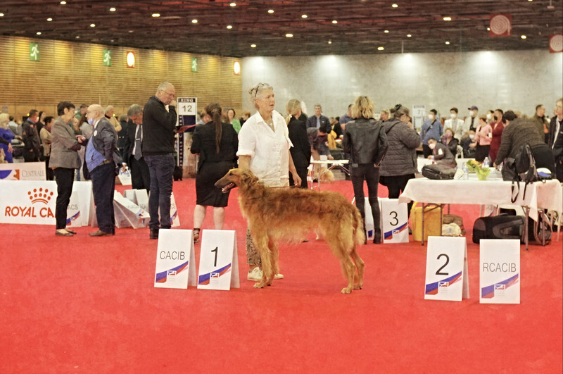 males CACIB - European Dog Show 2022 Paris / FRIDAY