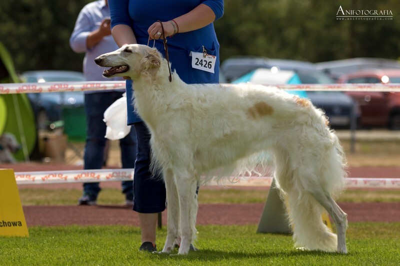 JCH GREAT GALAXIA IMPULS I SPLENDOR - Tzamilja's daughter Djewotschka and her line