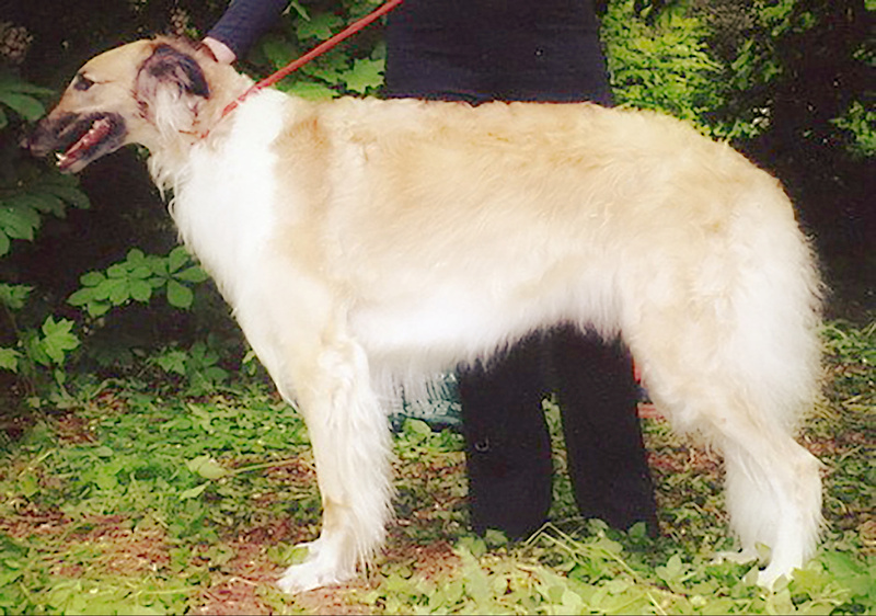 CH BURKA IZ SELA TSAREVO (CH Apraksin x CH Ohra) - Tzarai's son Apraksin and his line