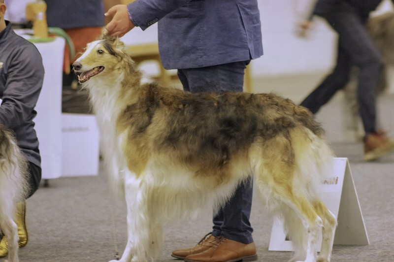 BB2 Phaedra Uma - Helsinki Winner 2021