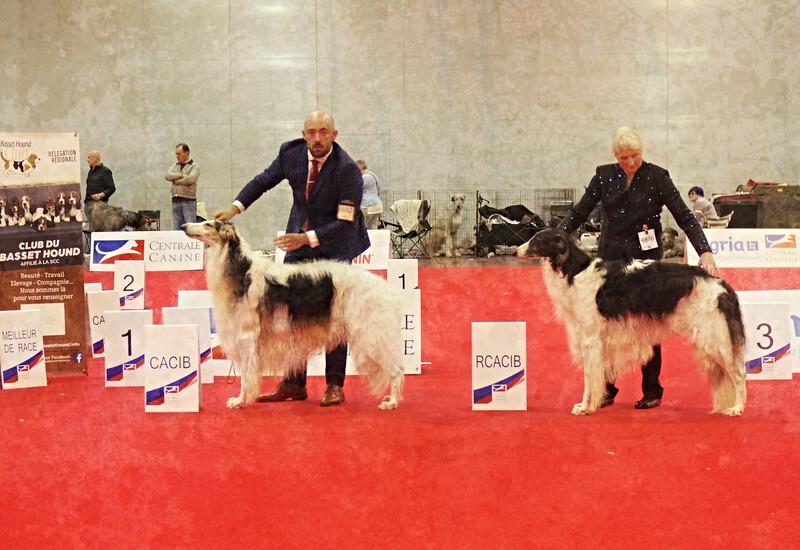 males CACIB, RCACIB - European Dog Show 2022 Paris / SATURDAY