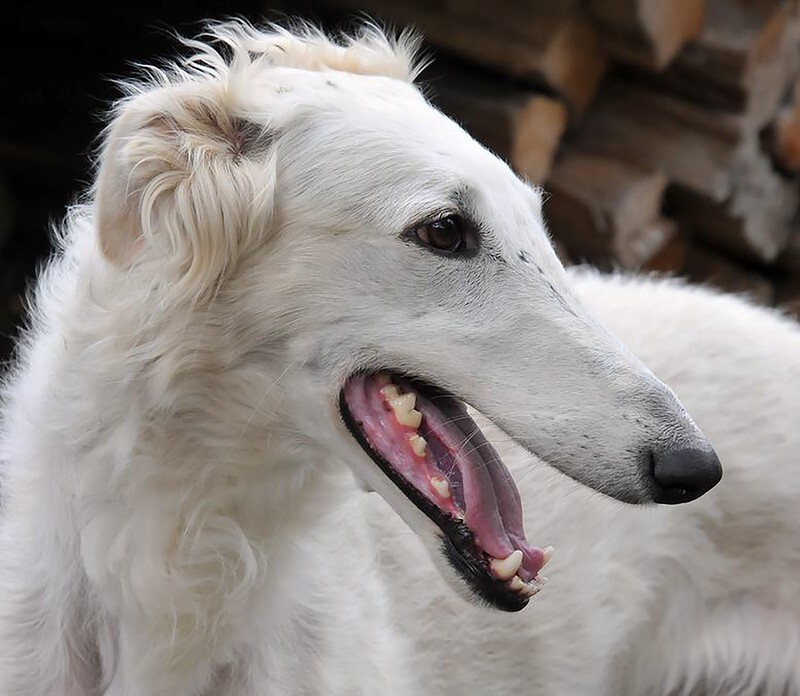 CIC ULIIA Tsar Borzois (Urik du Grand Fresnoy x Raskida) - Tzarai's son Gnev and his line