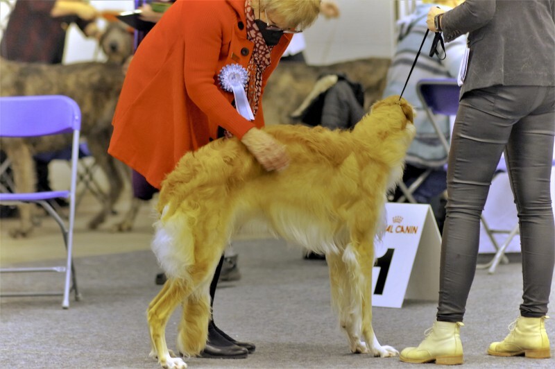 females, Fair Isle Rosina-Pepita 1 - Helsinki Winner 2021