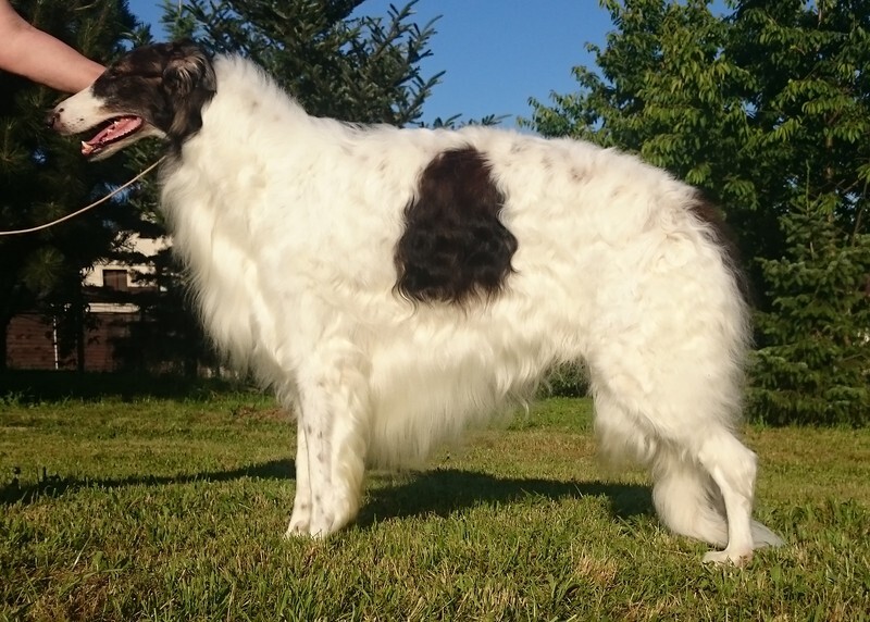 CH CHARMING CHALLENGER IMPULS I SPLENDOR - Tzamilja's daughter Djewotschka and her line
