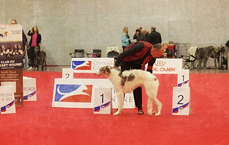 BOB Puppy - European Dog Show 2022 Paris / SATURDAY
