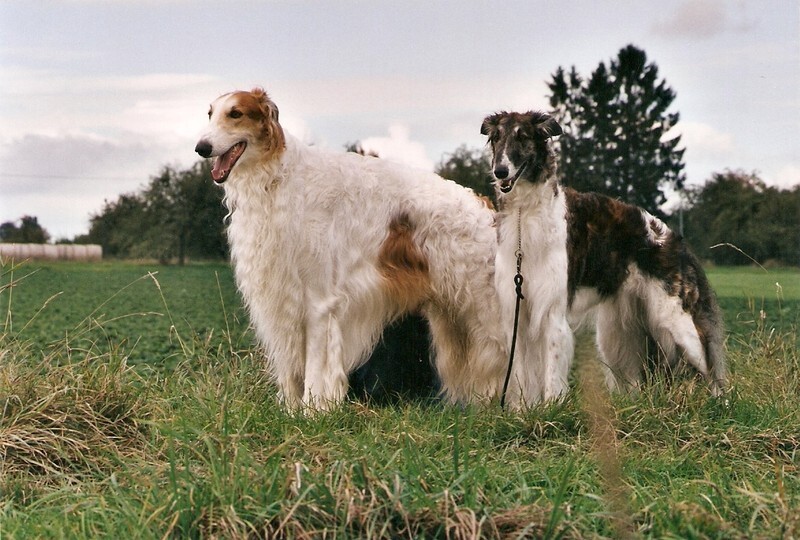 Miskat Tzamilja and Polongain Crimjin, parents of D-litter von Prisca - Tzamilja and her line