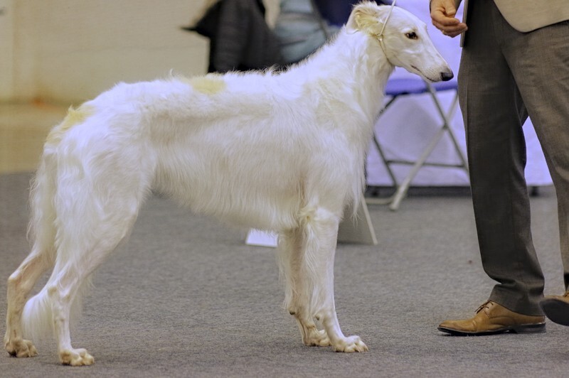 BB4 Borscana Cloudburst - Helsinki Winner 2021