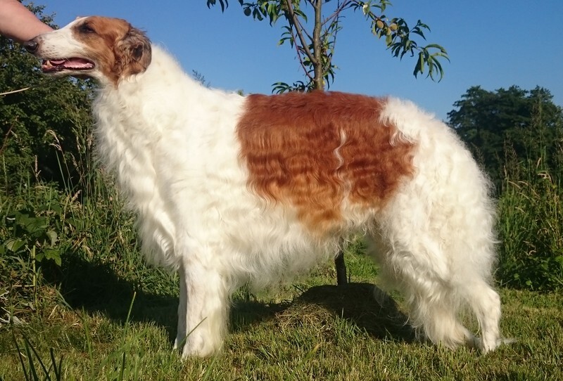 CH CARNIVALS CAPTOR IMPULS I SPLENDOR - Tzamilja's daughter Djewotschka and her line
