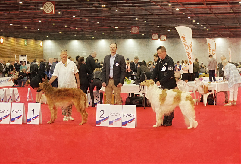 males CAC, RCAC, CACIB, RCACIB - European Dog Show 2022 Paris / FRIDAY