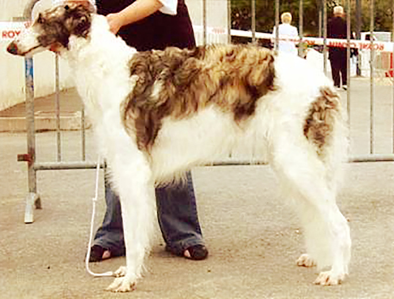 Cibiriatchka Tchernavarowska - Tzarai's son Gnev and his line