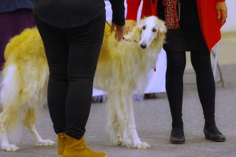 females, Coverdale's Scheherazade 1 - Helsinki Winner 2021