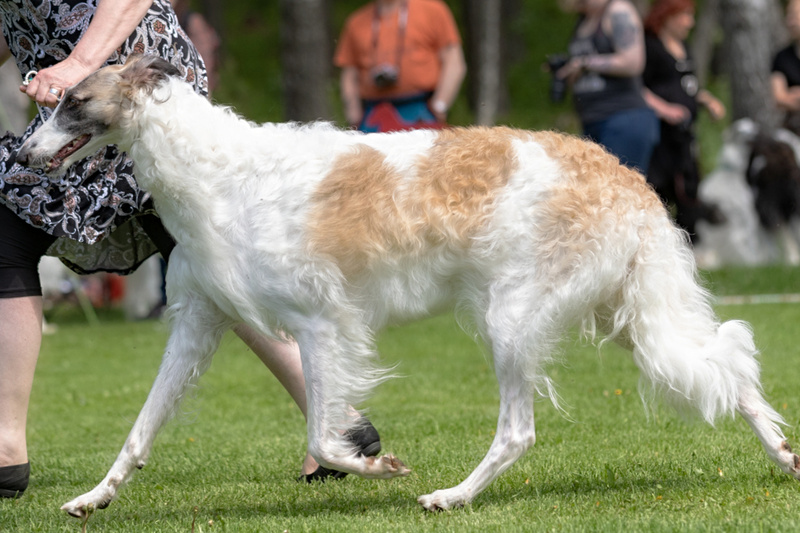 2022 Specialty show 3 - Believe del Octubre Rojo 'Salsa'