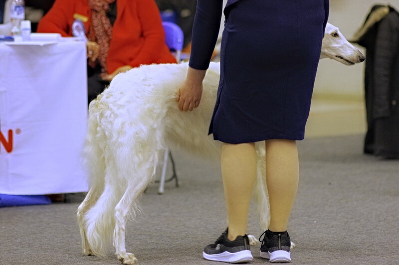 females, Eugenian Lady Leia - Helsinki Winner 2021