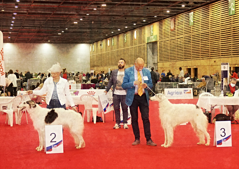 females Champion class - European Dog Show 2022 Paris / FRIDAY