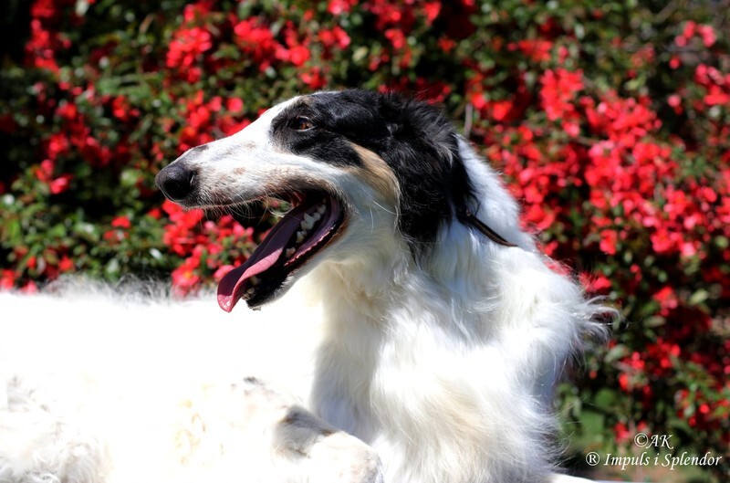 PL CH, PL JCH Elusive Earl Impuls i Splendor 2 - Tzamilja's daughter Djewotschka and her line