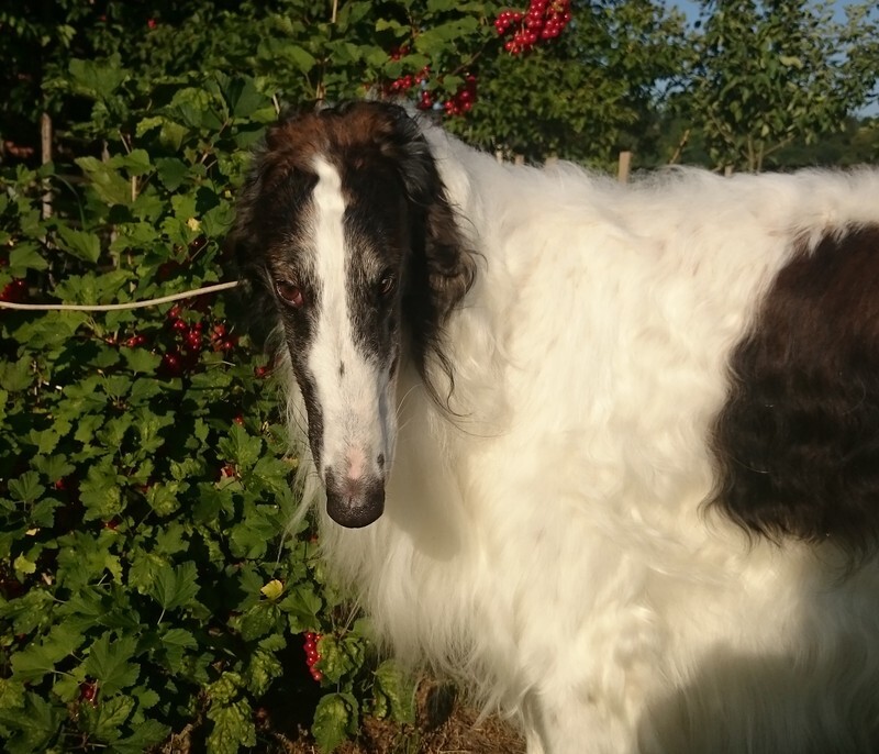 CH CHARMING CHALLENGER IMPULS I SPLENDOR - Tzamilja's daughter Djewotschka and her line