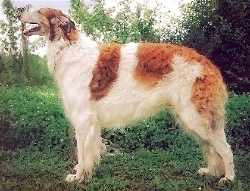 CH APRAKSIN (CH Majenkir Novik Mily x CH Miskat Tzarai) - Tzarai's son Apraksin and his line