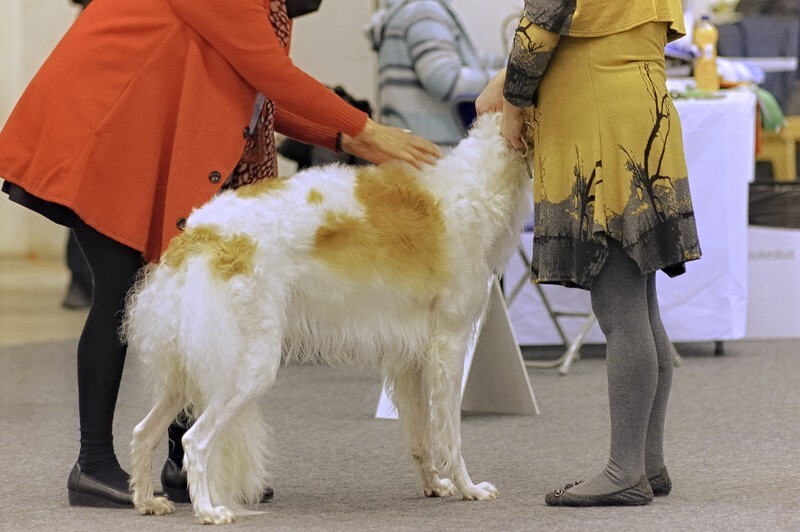 females, Simple Obsession Ursa Major Golden-West 2 - Helsinki Winner 2021