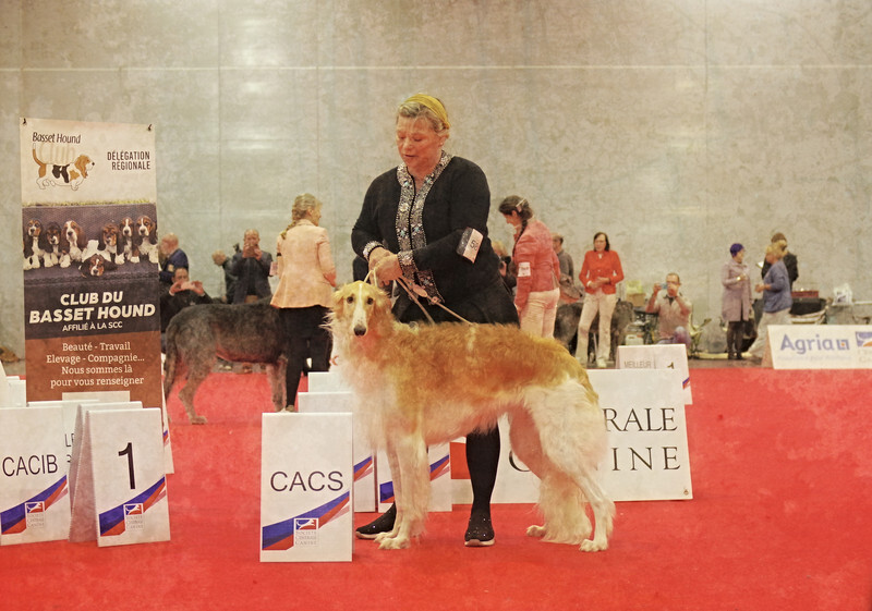 females CAC winner 2 - European Dog Show 2022 Paris / SATURDAY
