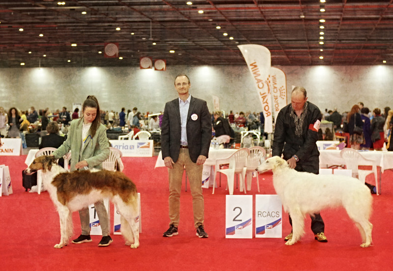 females Open class 2 - European Dog Show 2022 Paris / FRIDAY