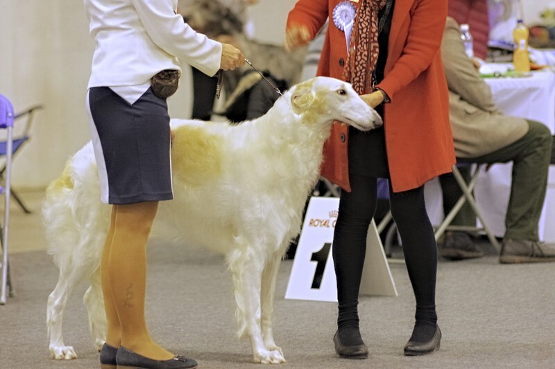 Best Junior Bitch Estet Classic Nizora - Helsinki Winner 2021