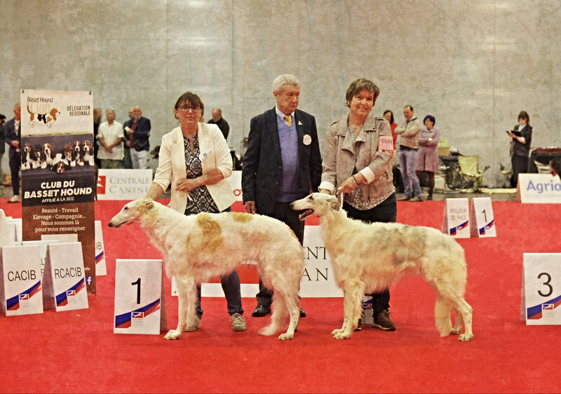 females Open class - European Dog Show 2022 Paris / SATURDAY