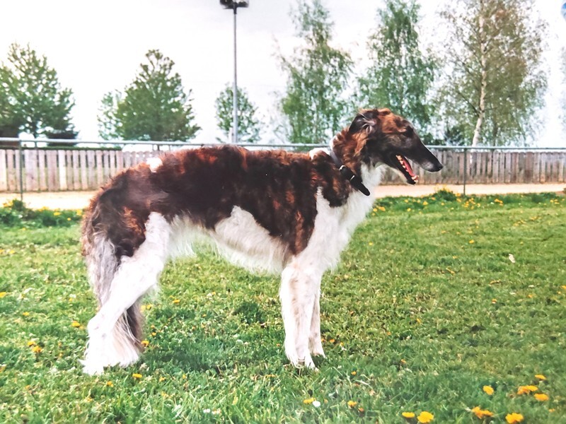 Miskat Tzamilja 'Tuuli' - Tzamilja and her line
