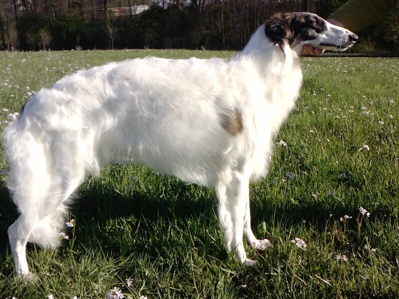 CH CUTE CASCADE IMPULS I SPLENDOR - Tzamilja's daughter Djewotschka and her line