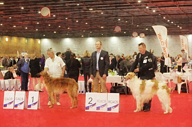 males CAC, RCAC, CACIB, RCACIB - European Dog Show 2022 Paris / FRIDAY