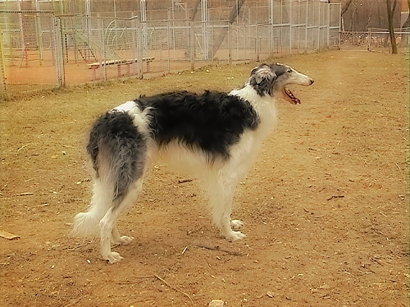 GNEV (CH Aldebaran de Nobile Veltrus x CH Miskat Tzarai) - Tzarai's son Gnev and his line