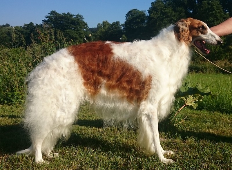 CH CARNIVAL'S CAPTOR IMPULS I SPLENDOR - Tzamilja's daughter Djewotschka and her line