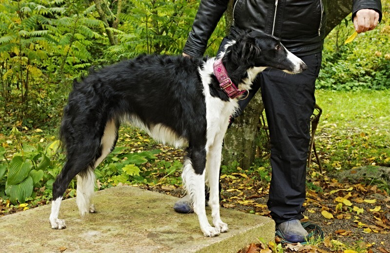 18 months 2024-2 - Ulva Swan Love du Domaine D'Iasnaia-Poliana 'Amy'