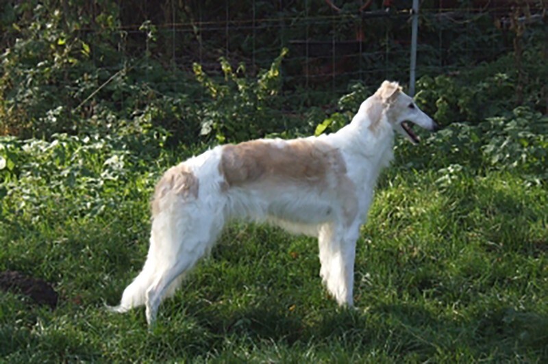 RASKIDA (Gnev x CH Zadumka-Palladin) - Tzarai's son Gnev and his line