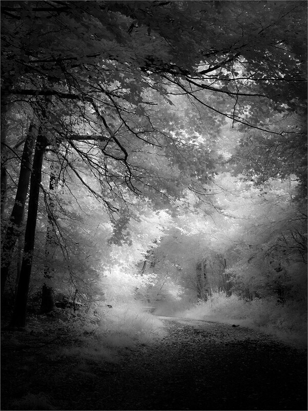 Savernake Walk - Countryside Walks