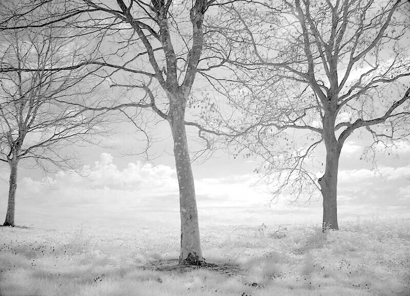 Trees - Countryside Walks
