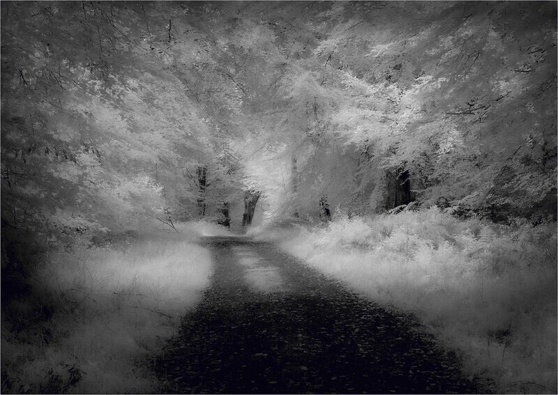 Wooded Walk - Countryside Walks