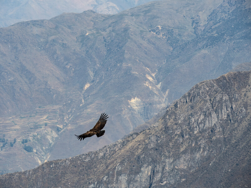 Colca Canyon 1 - Peru