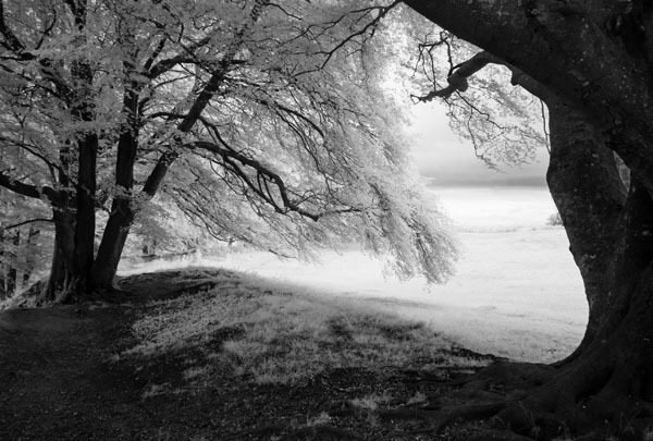 Old Sarum - Witshire