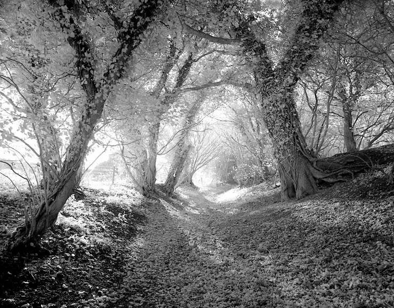Ringsbury Camp - Witshire